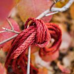 Autumn red leaves and red ropes - Autumn in the ropes